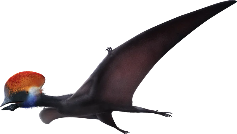 Tapejara