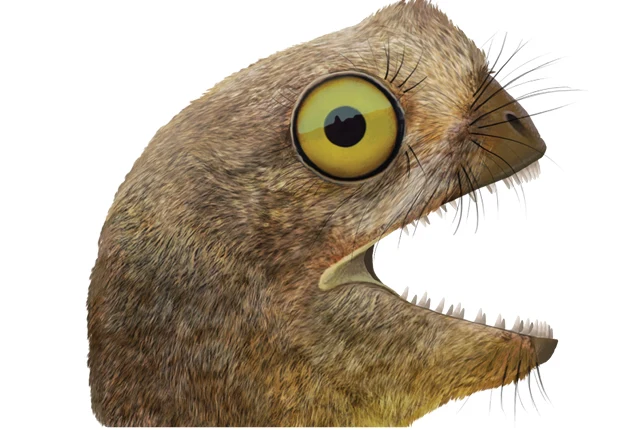 An anurognathid head with whisker-like pycnofibers