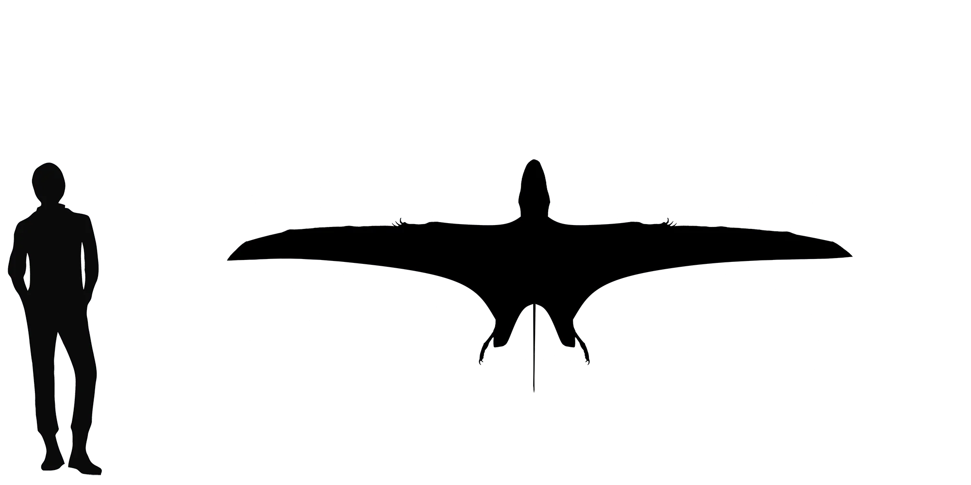 Mesadactylus wingspan comparison