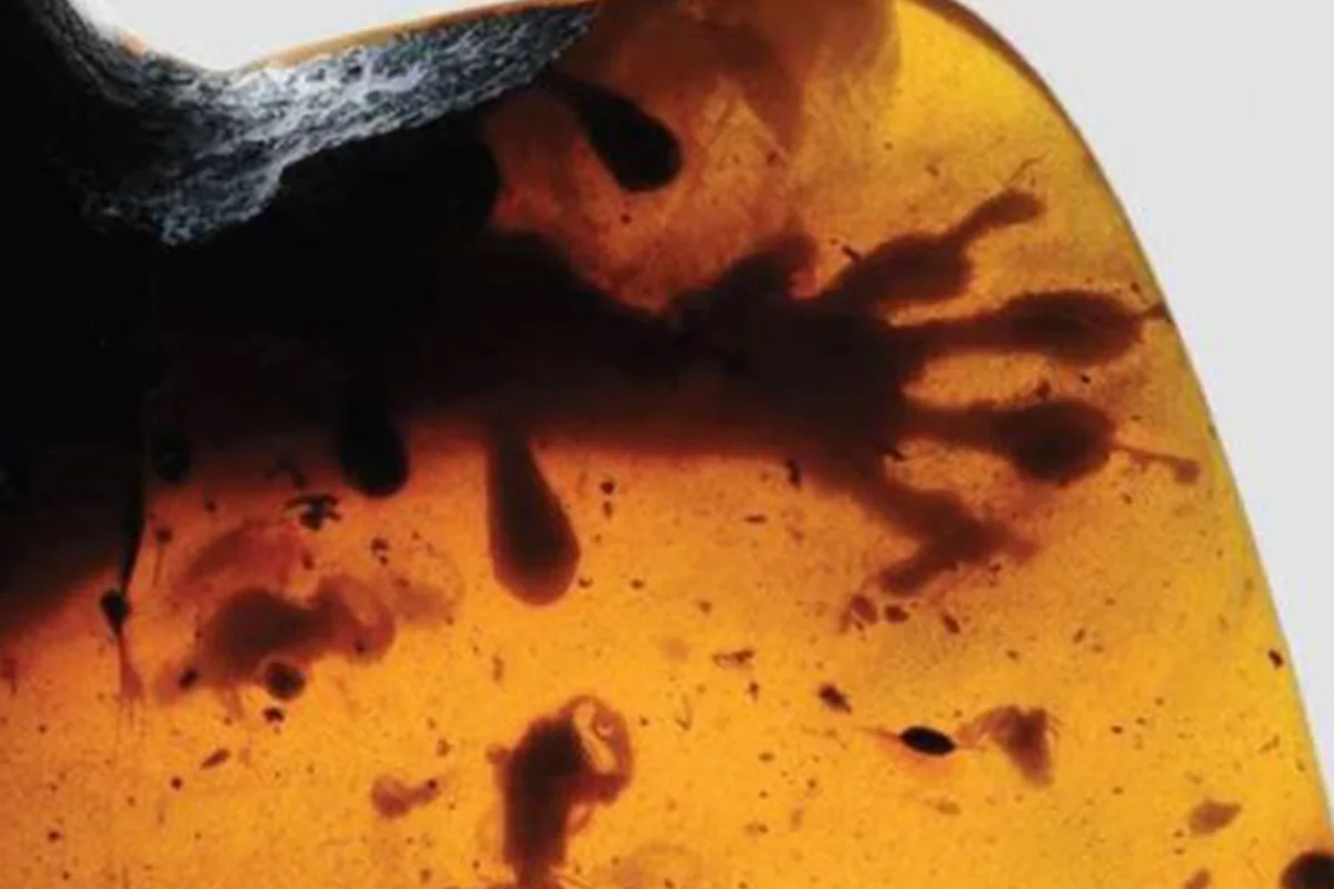 Gecko foot in amber