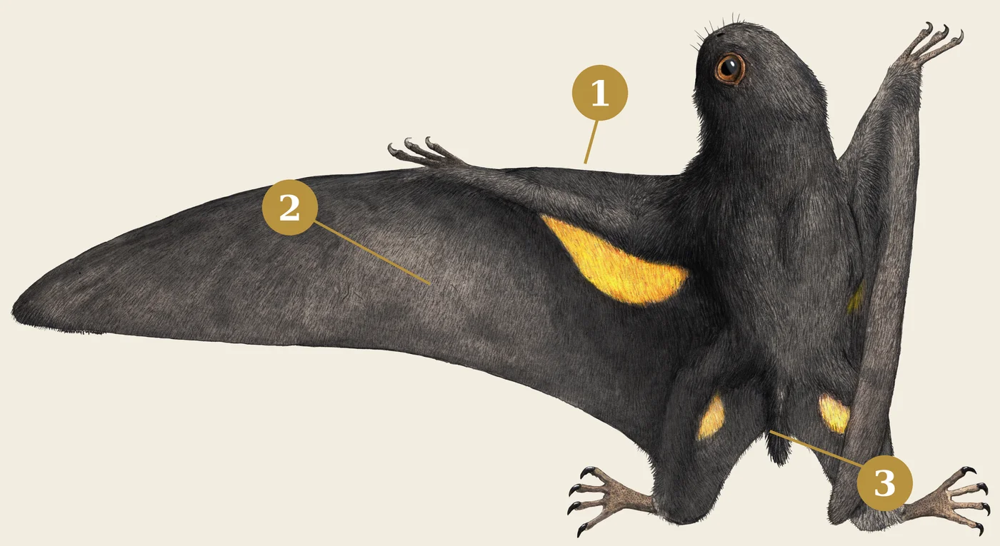 Pterosaurs on the wing