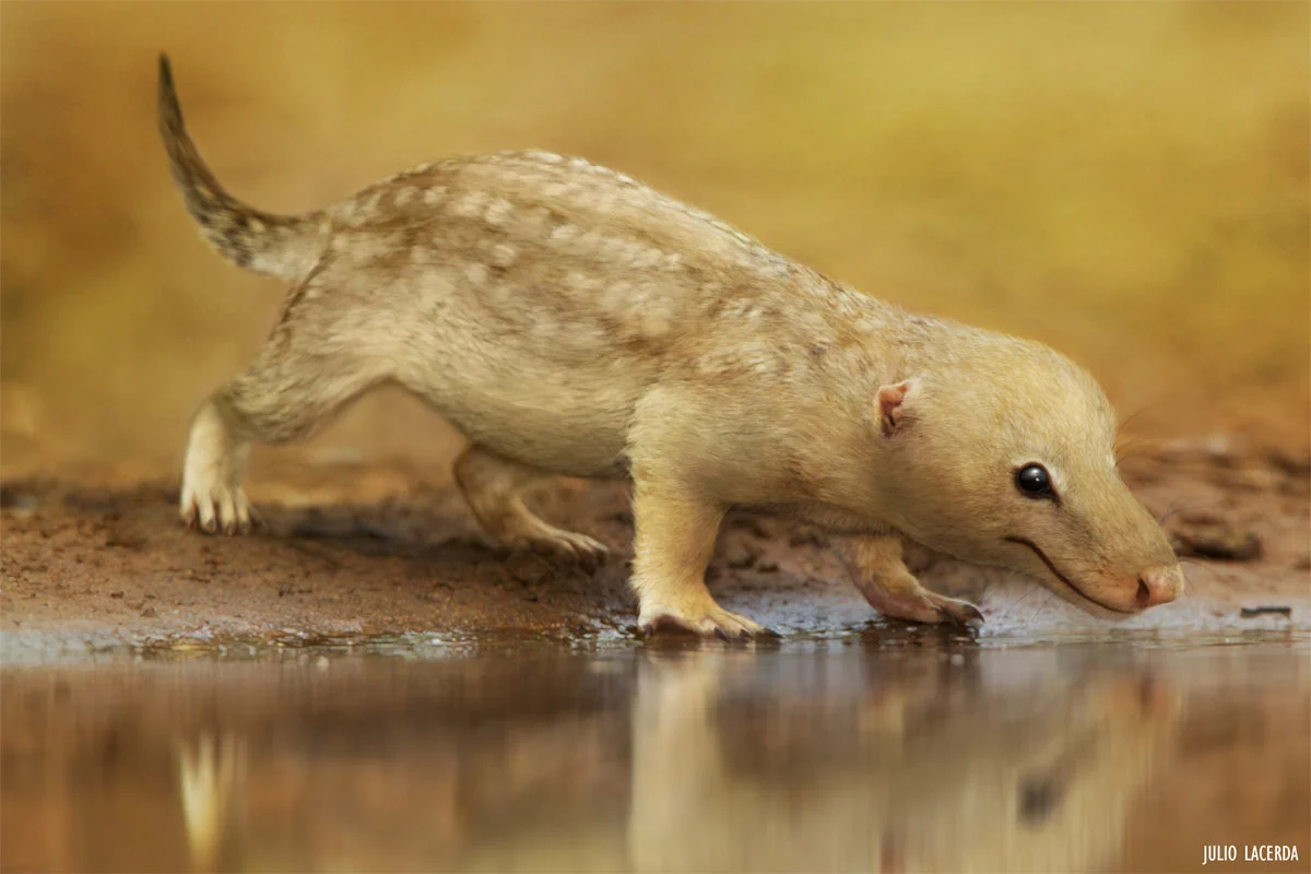 Bonacynodon schultzi
