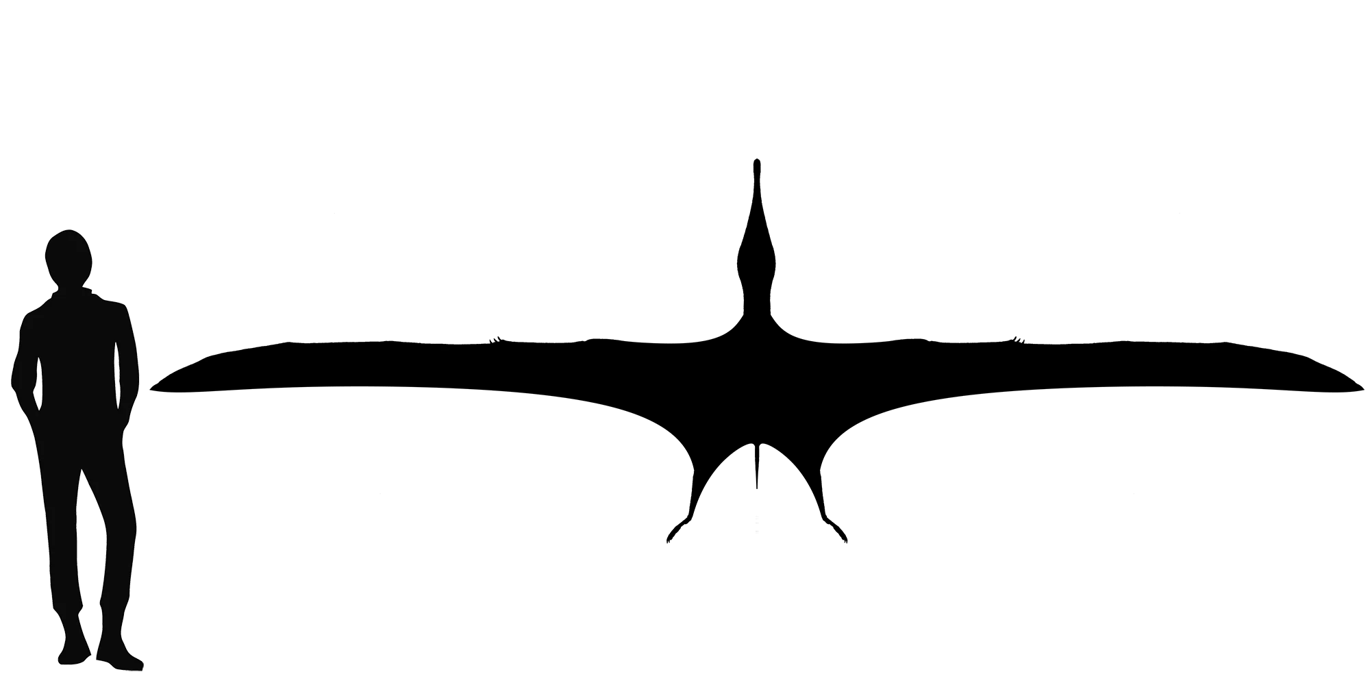 Arthurdactylus wingspan comparison
