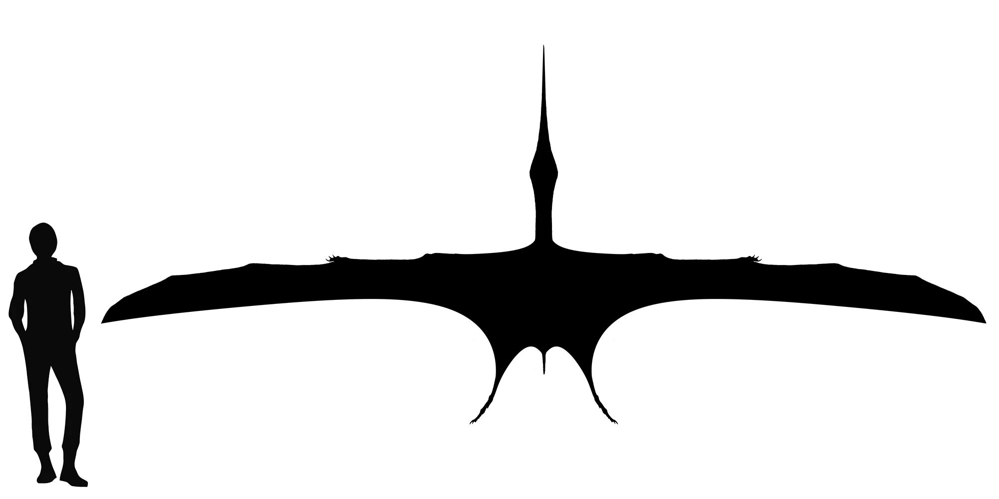 Pteranodon wingspan comparison