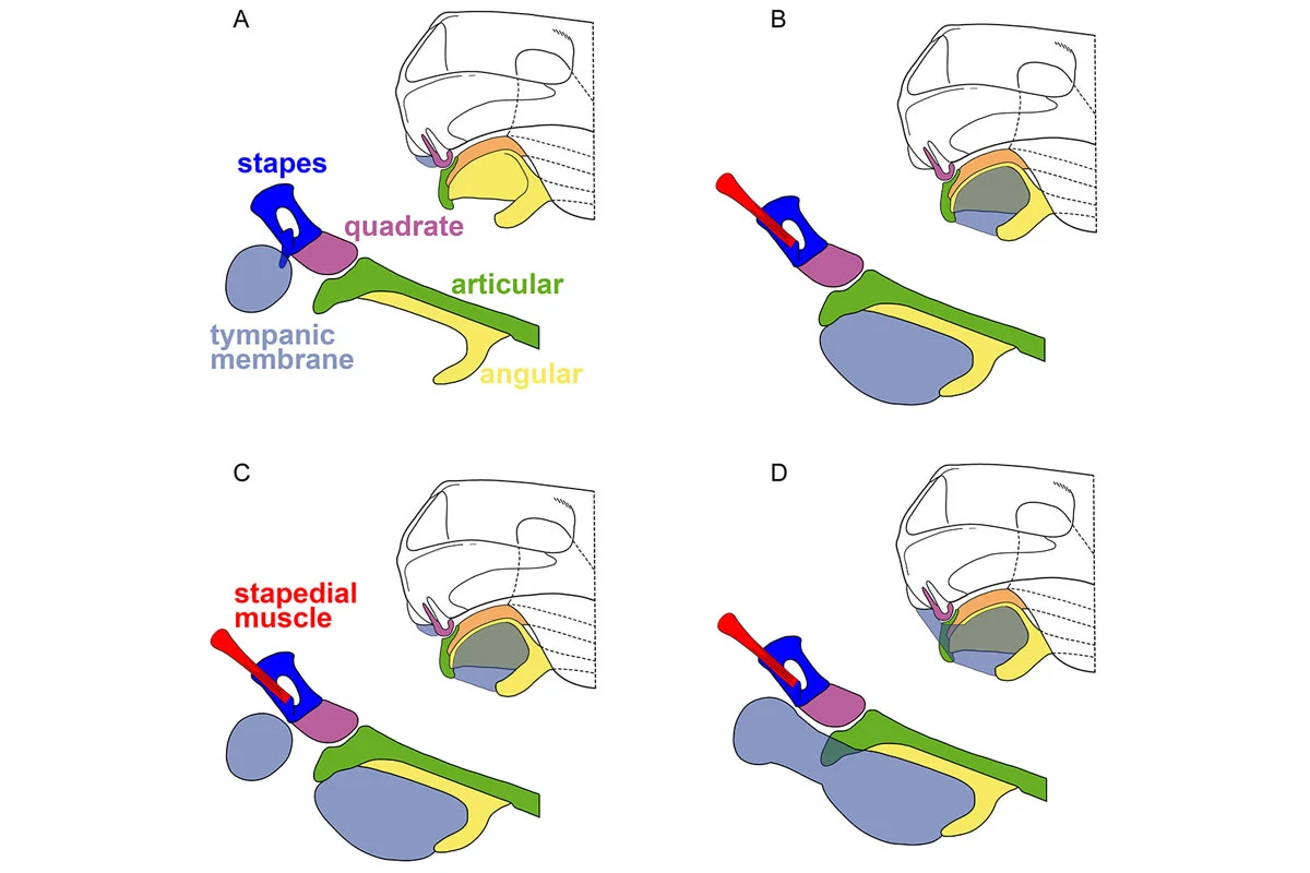 Cynodont eardrum theories