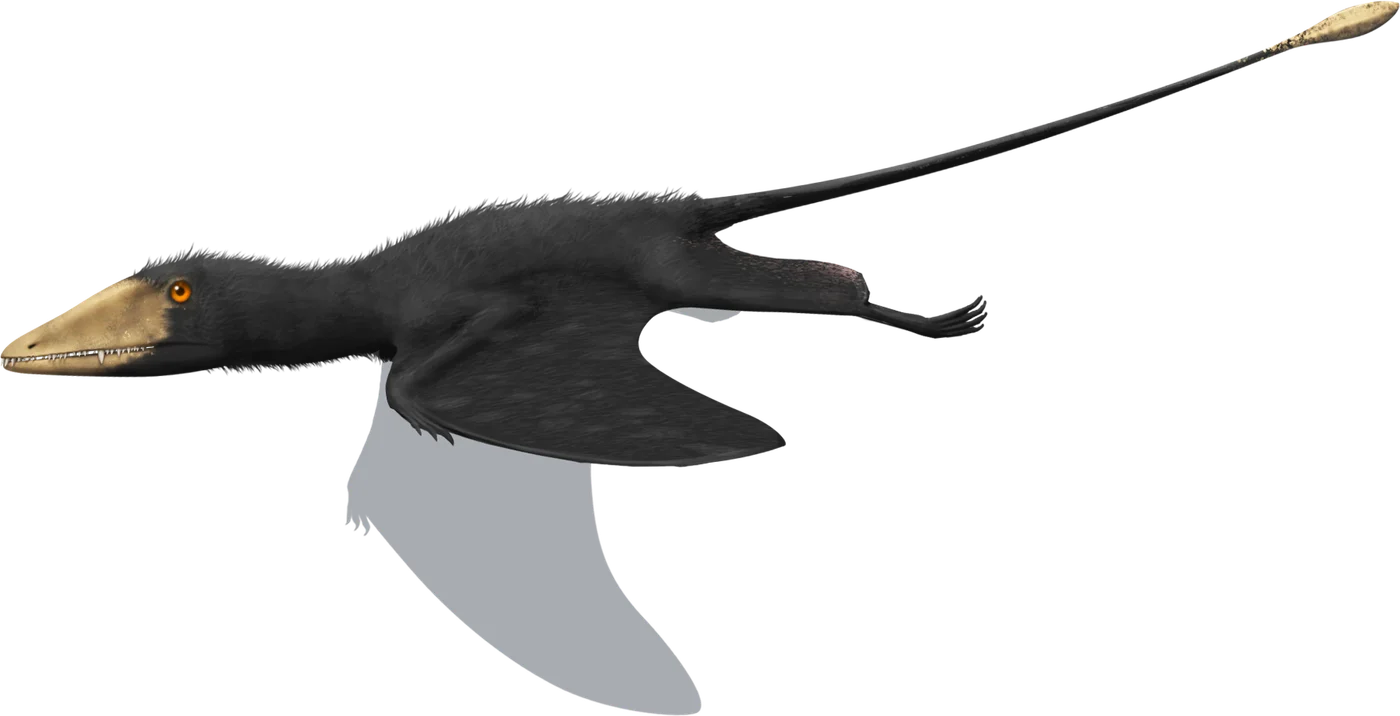 Preondactylus