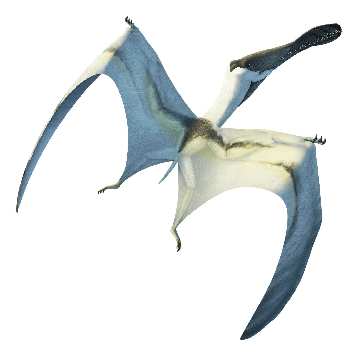 Siroccopteryx