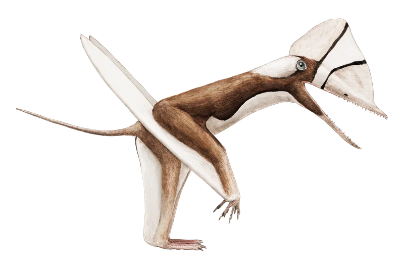 Douzhanopterus