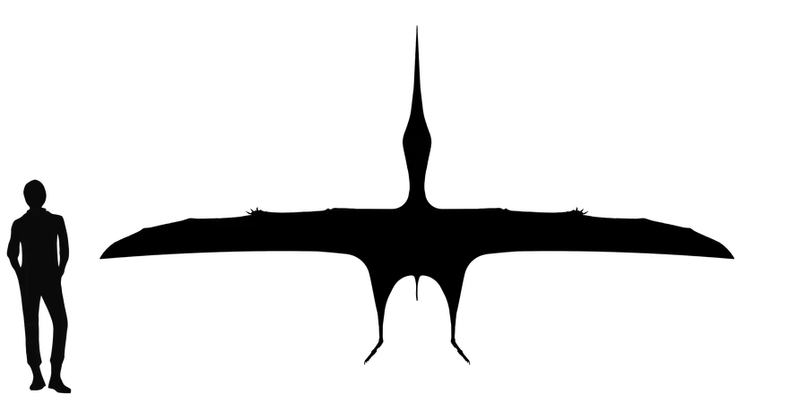 Tupuxuara wingspan comparison