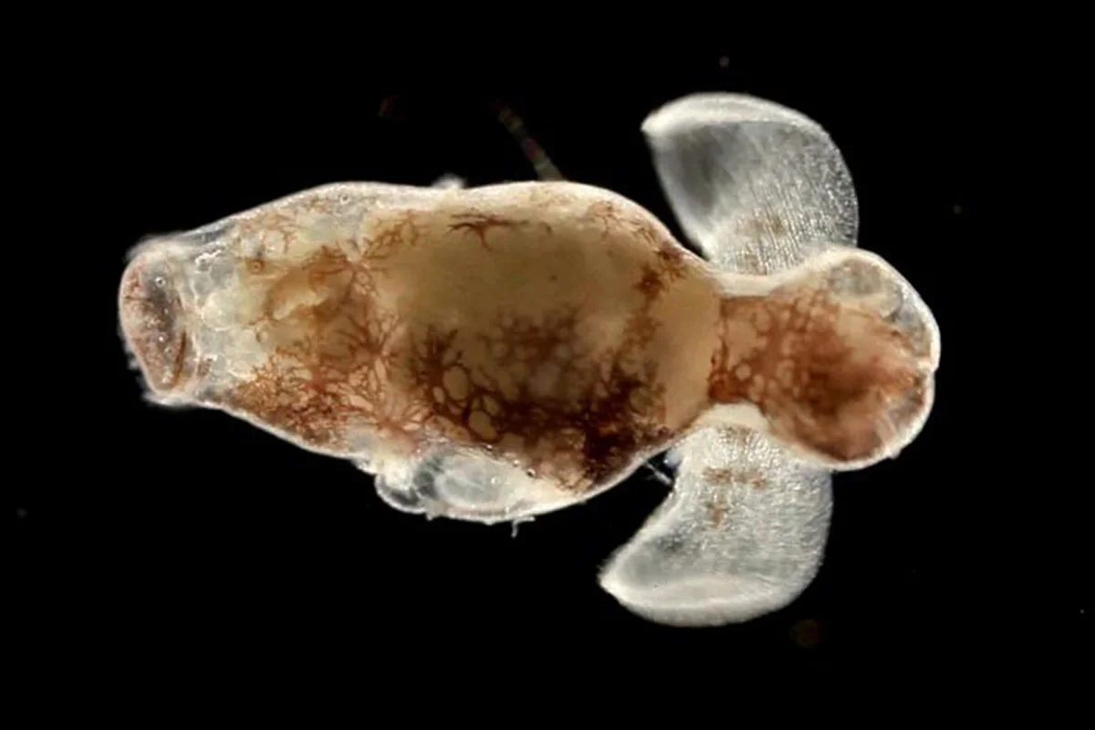 Gymnosome