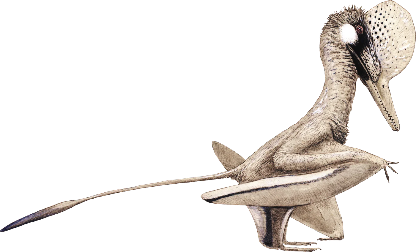 Wukongopterus