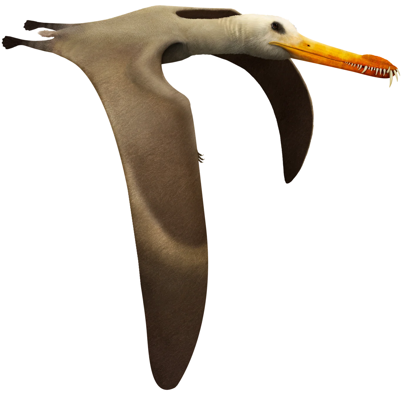 Liaoningopterus