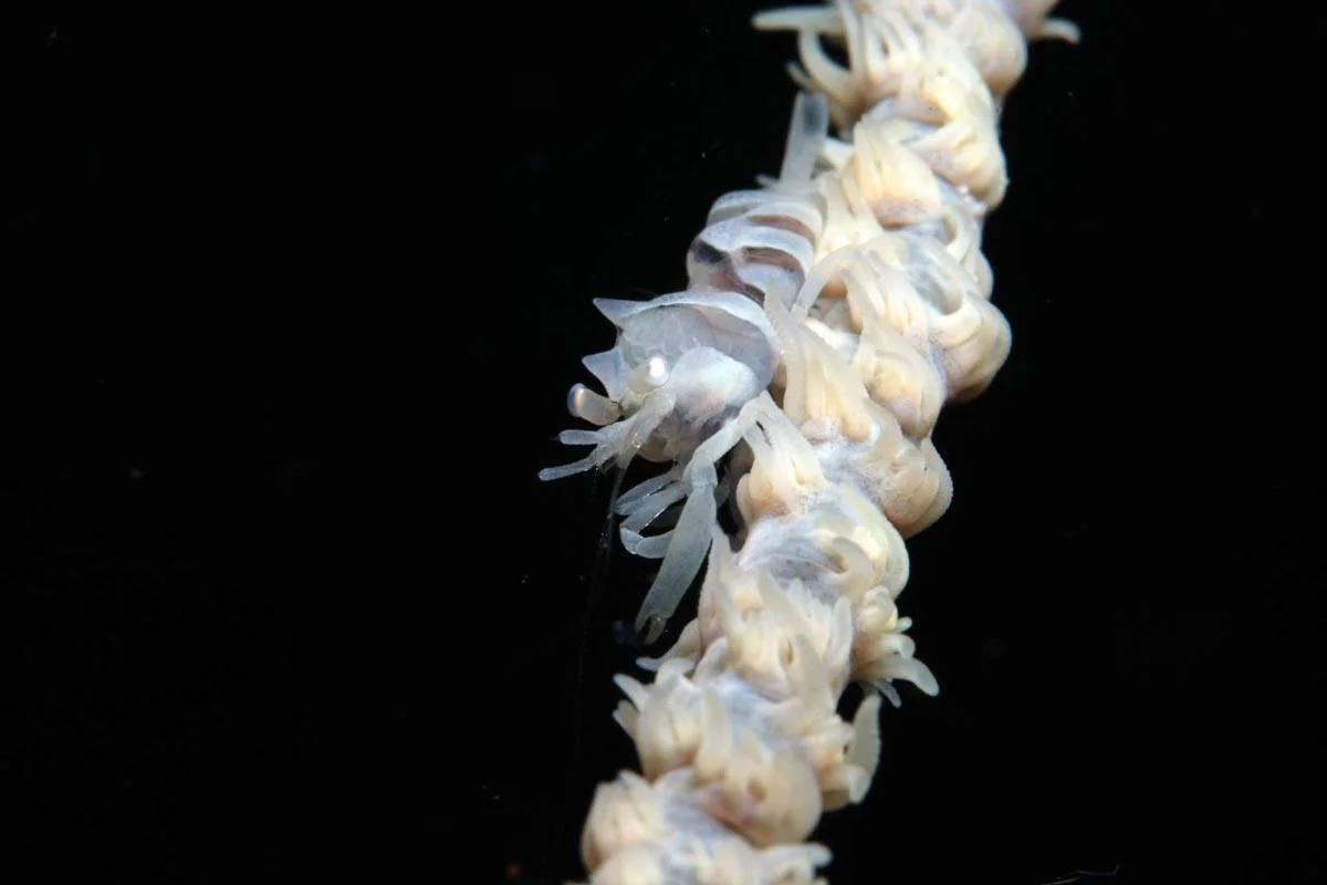 Dasycaris zanzibarica (Bruce, 1973) on a soft coral