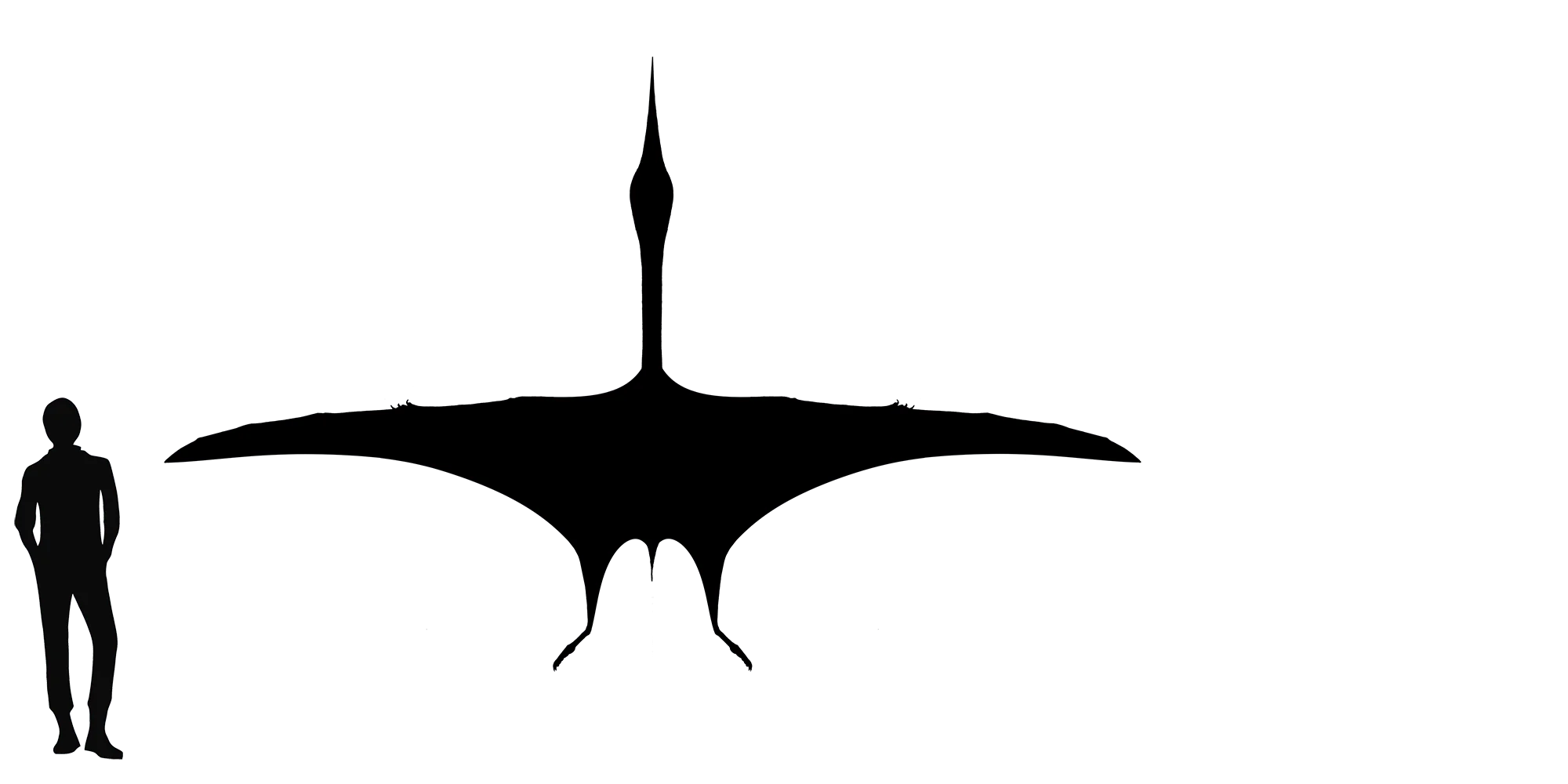Azhdarcho wingspan comparison