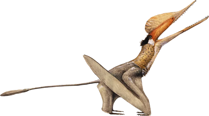 Cuspicephalus