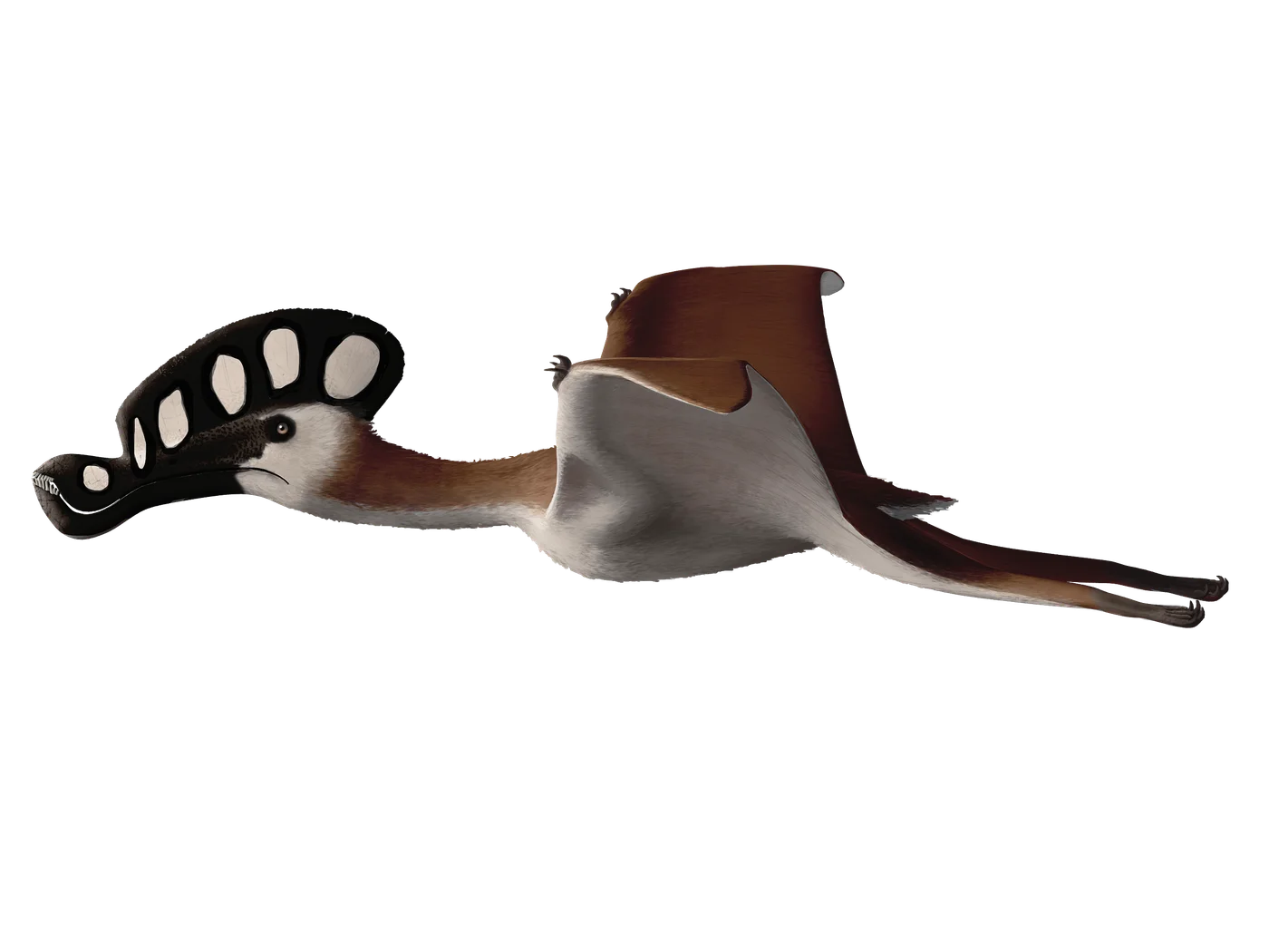 Cycnorhamphus