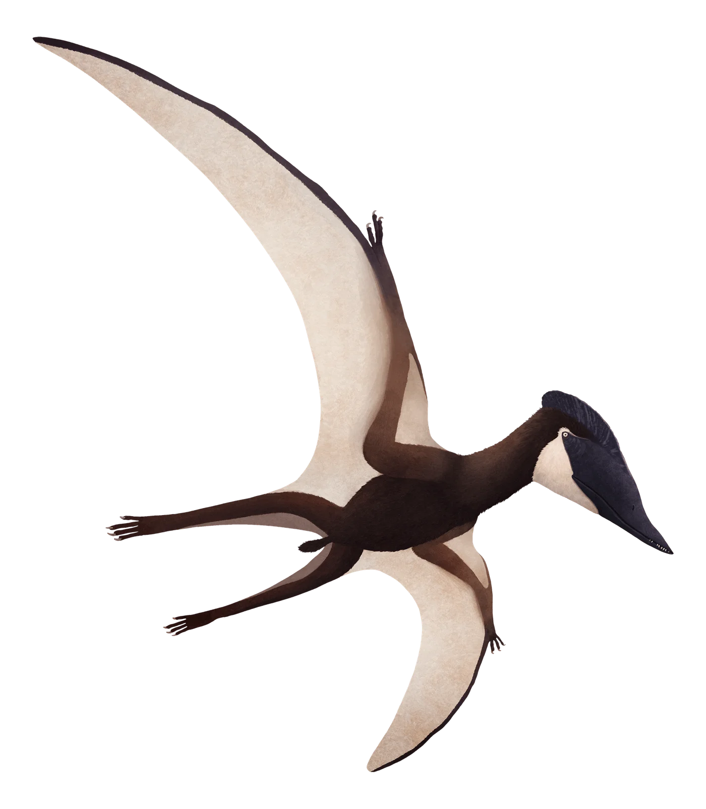 Puntanipterus