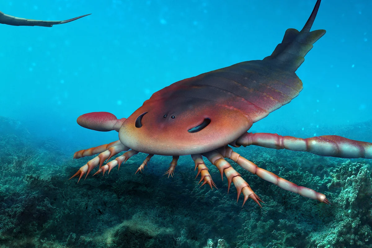 A pair of Eurypterus on a swim