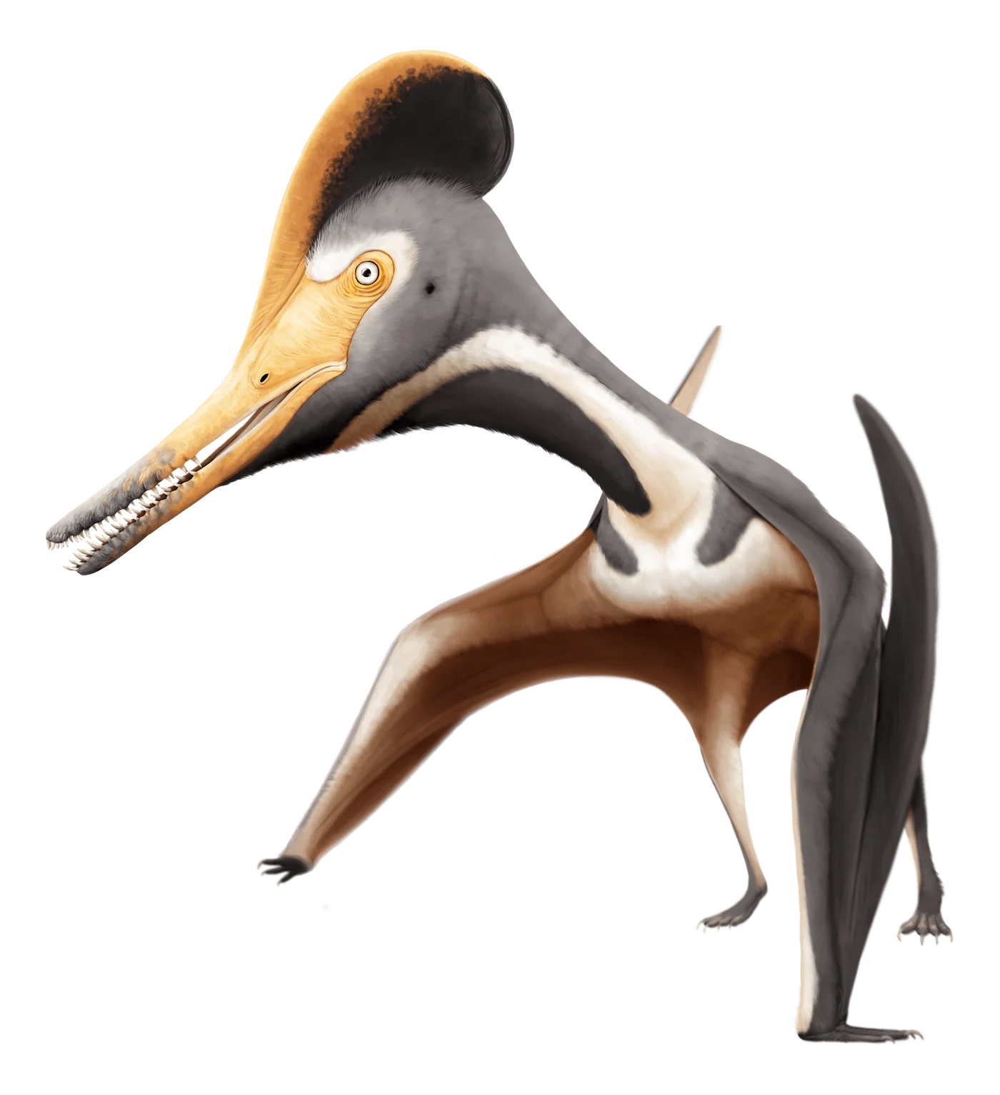 Diopecephalus
