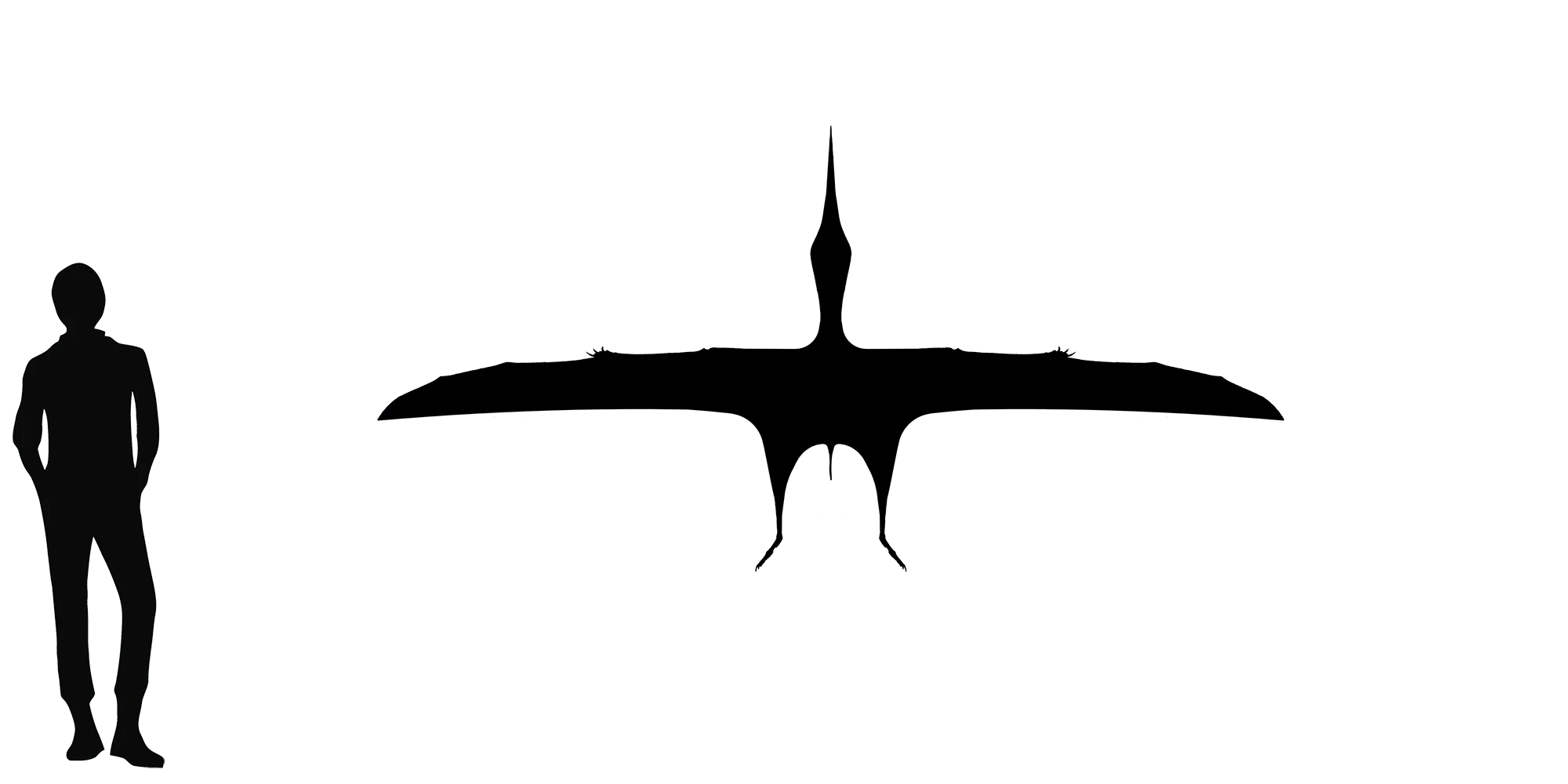 Bennettazhia wingspan comparison