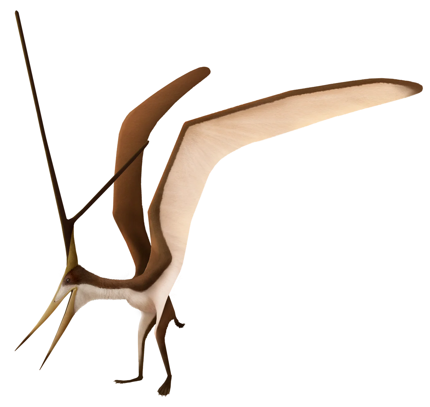 Nyctosaurus
