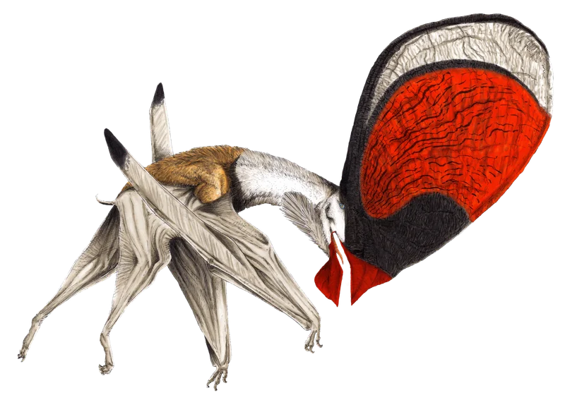 Tupandactylus
