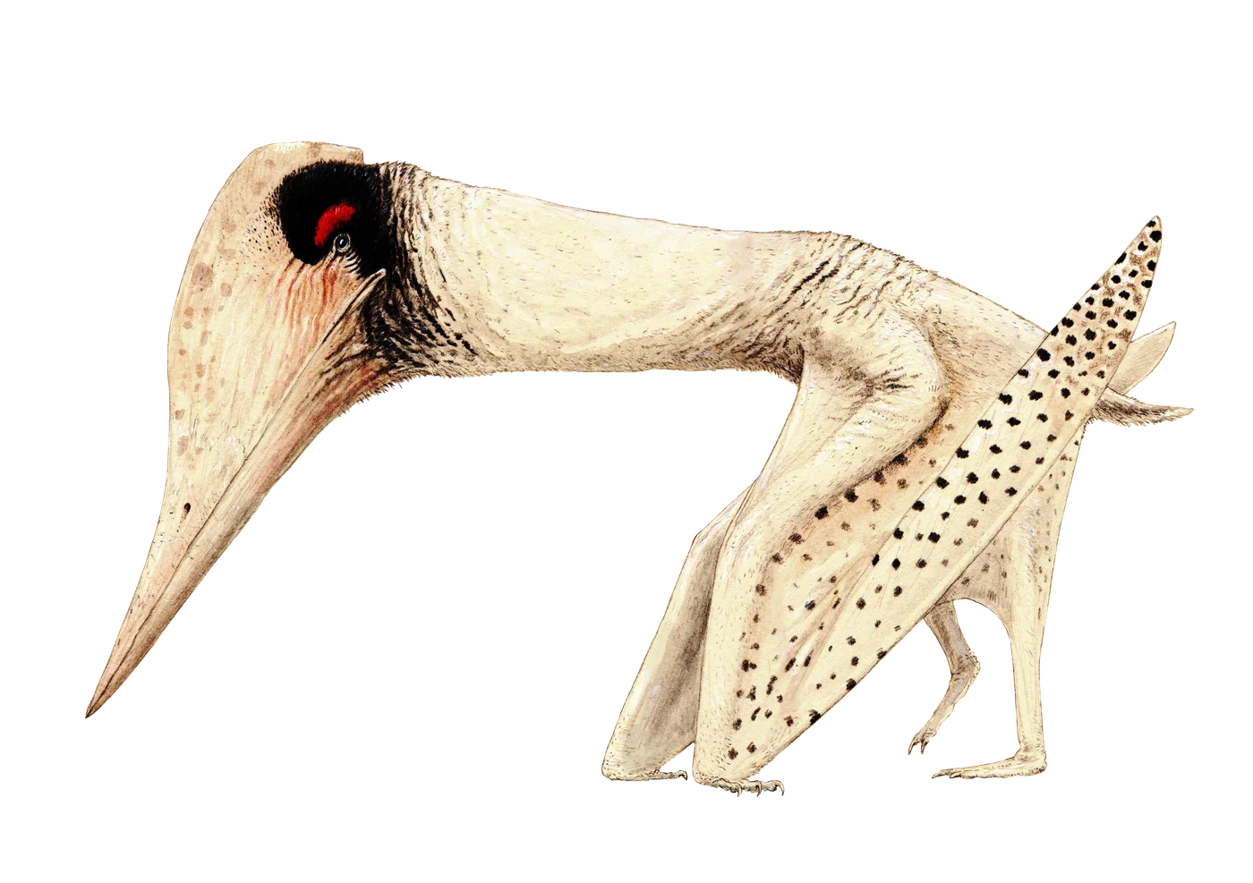 Lacusovagus