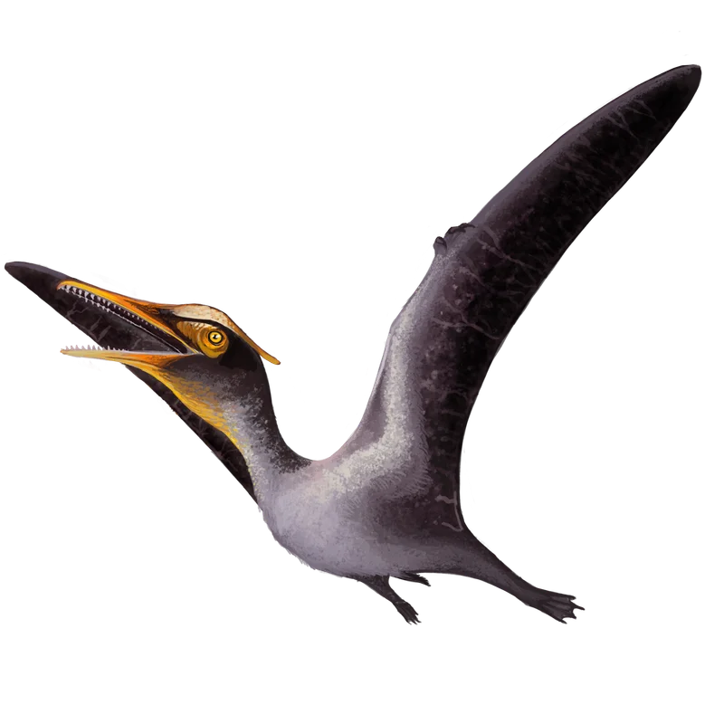 Aerodactylus