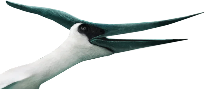 Pteranodon head and crest