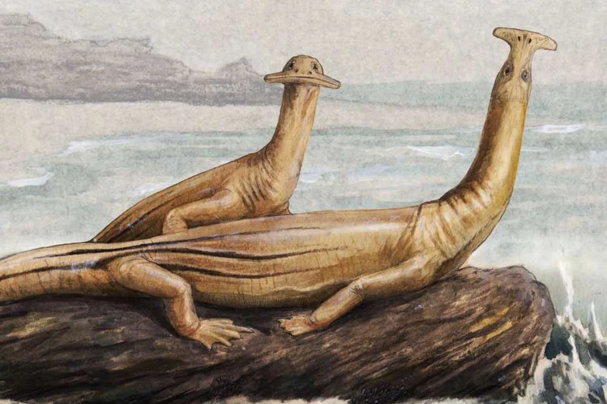 Pair of Atopodentatus