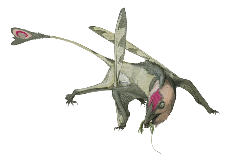 Carniadactylus