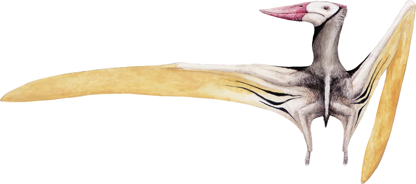 Muzquizopteryx