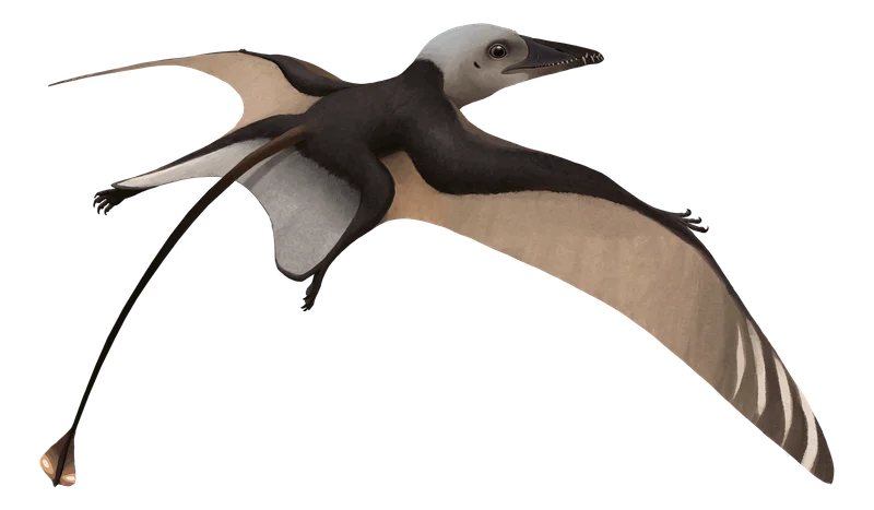 Bergamodactylus