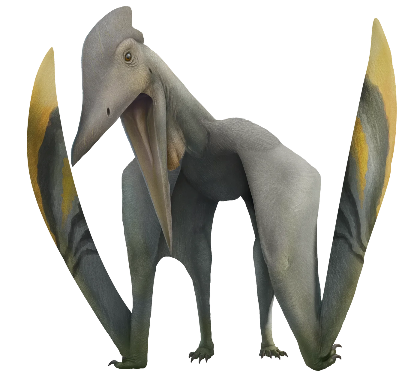Eoazhdarcho