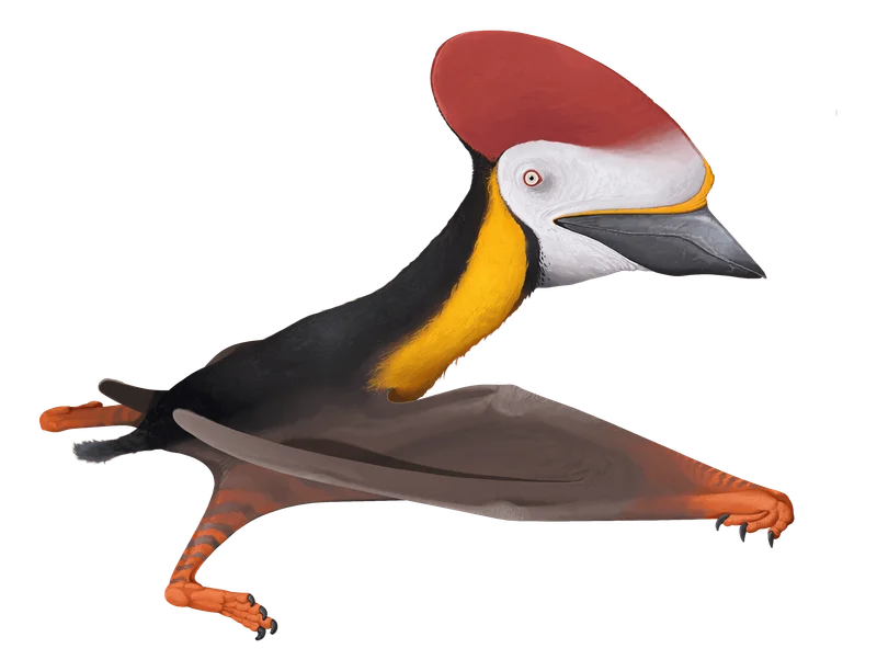 Illustration of Wightia