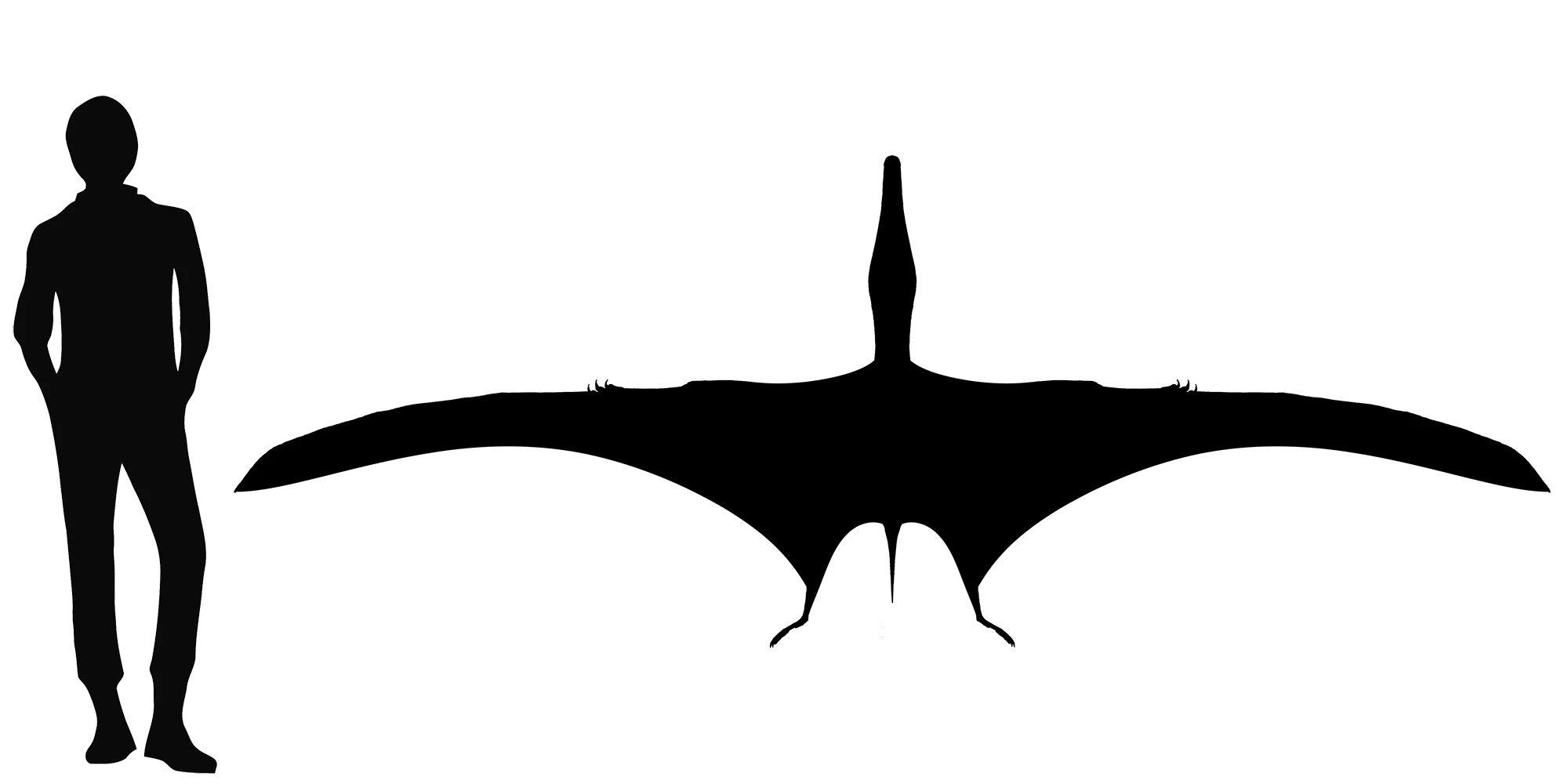 Hongshanopterus wingspan comparison