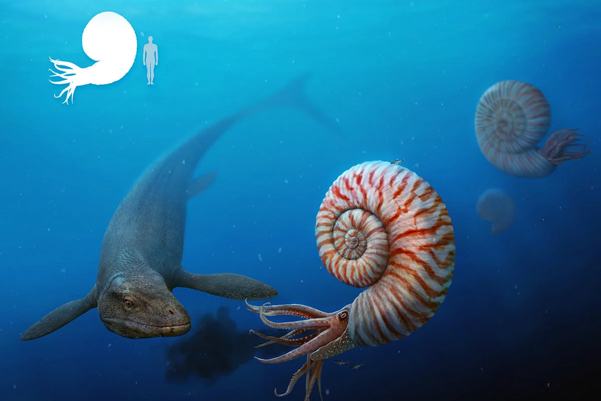 Kraken versus leviathan 