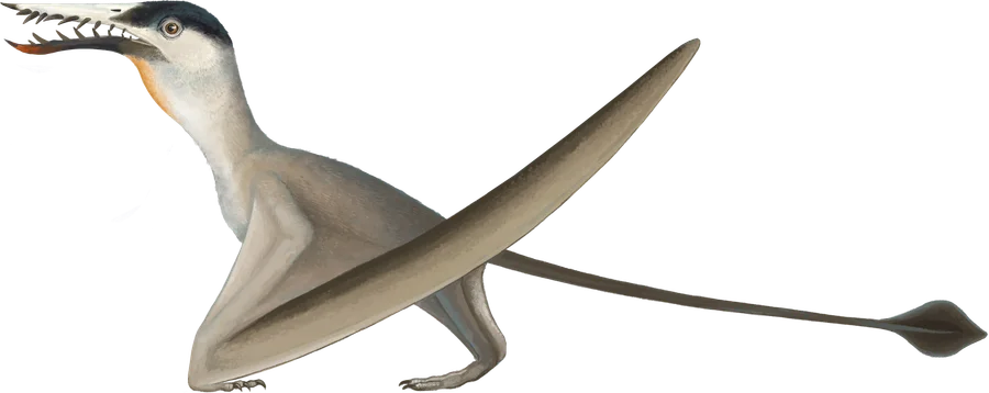 R. muensteri, a species of Rhamphorhynchus
