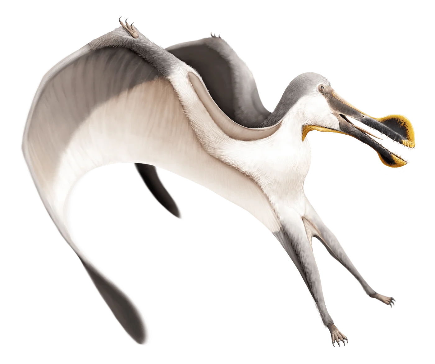 Tropeognathus