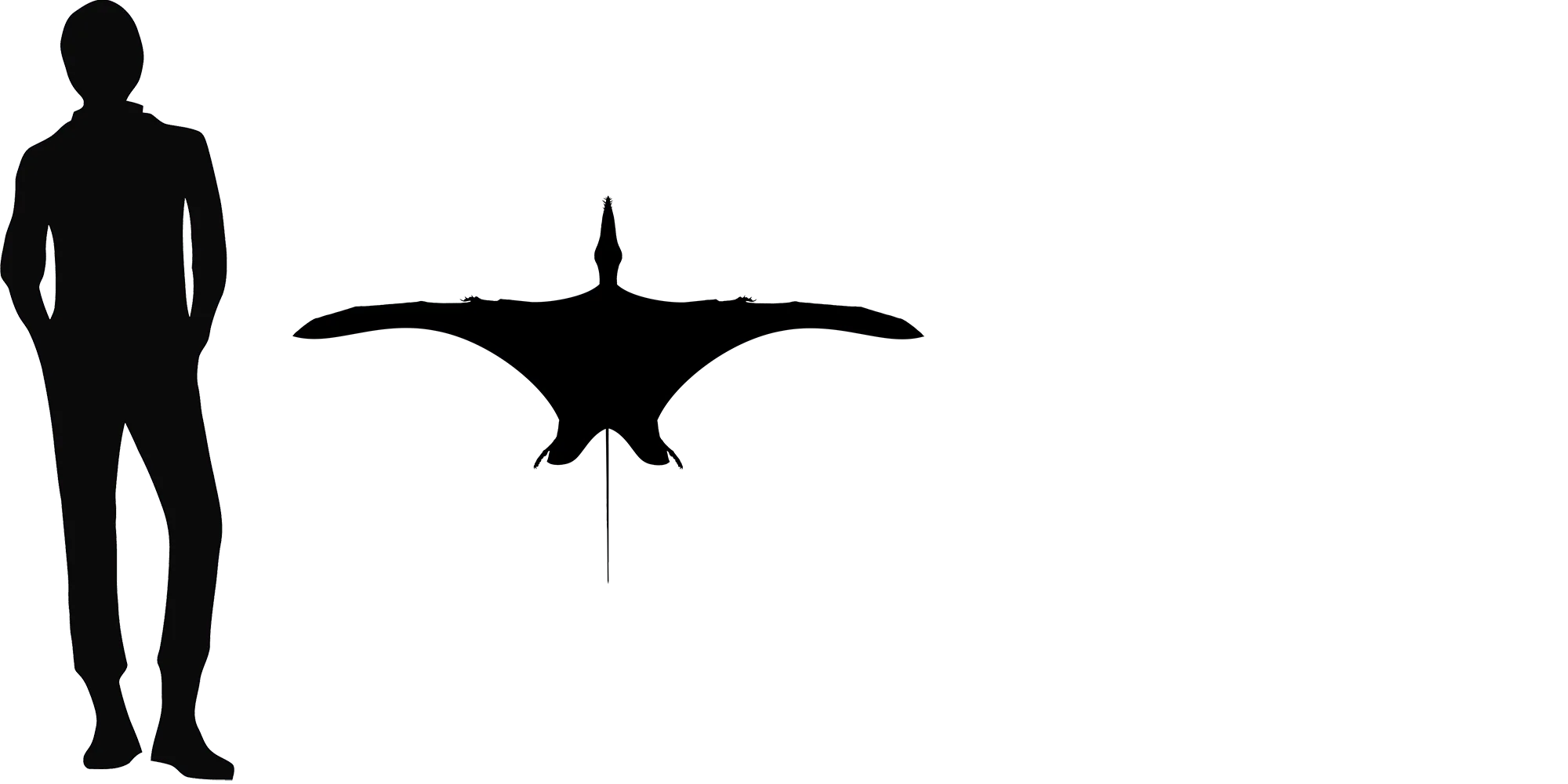 Dorygnathus wingspan comparison