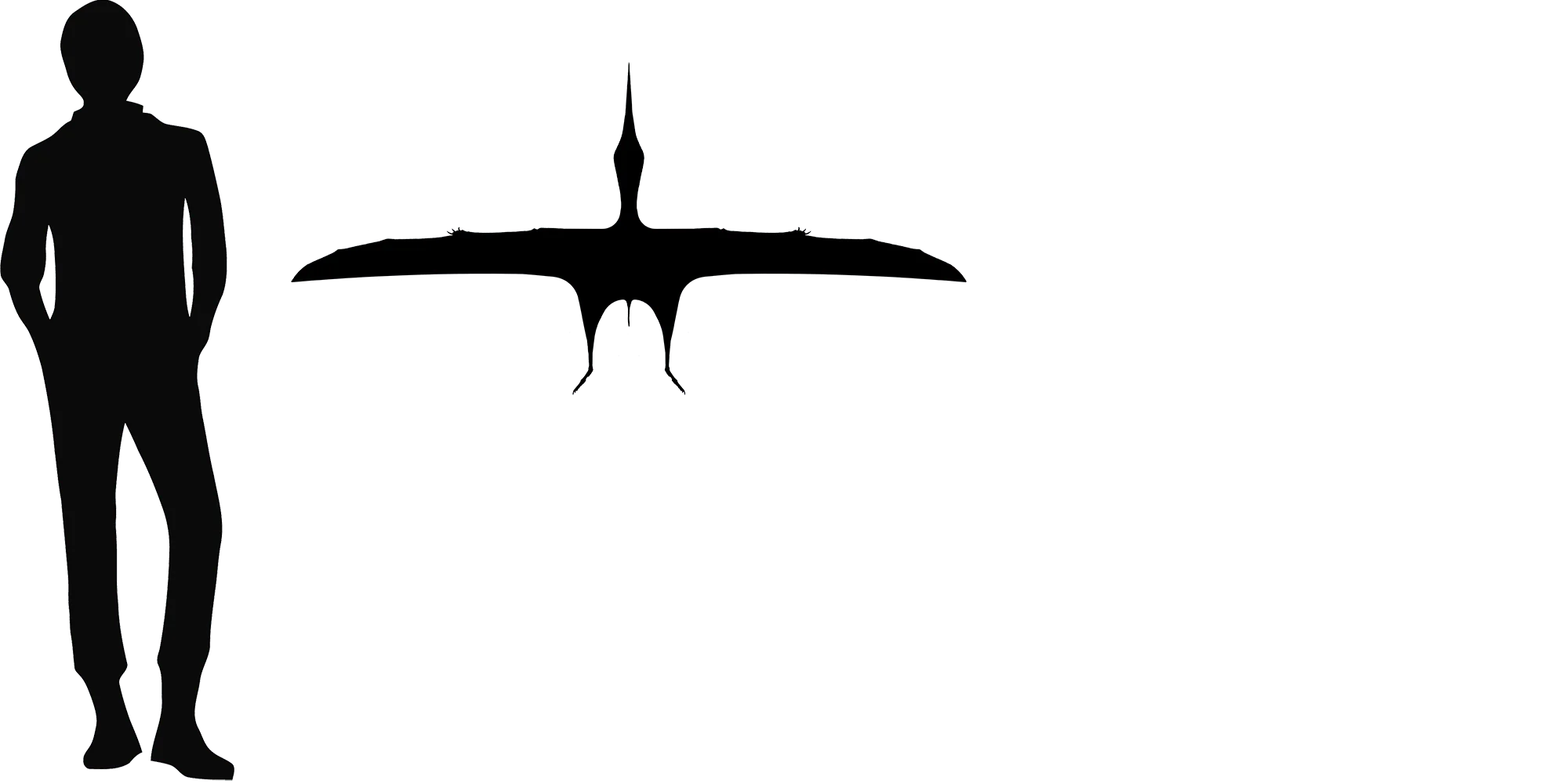 Eoazhdarcho wingspan comparison