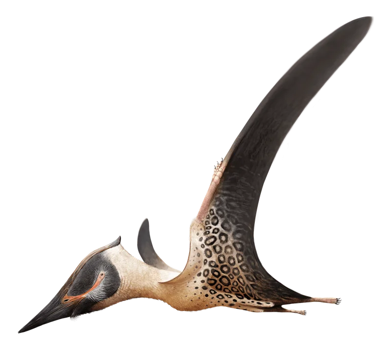 Apatorhamphus
