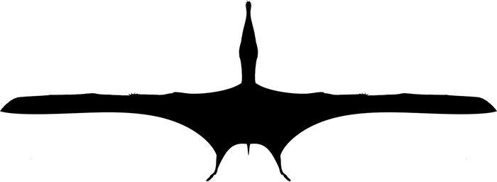 Wing silhouette of a ornithocheirid