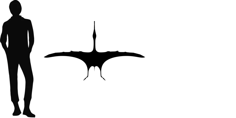 Cathayopterus wingspan comparison
