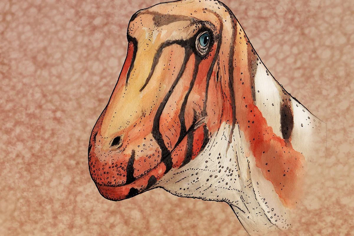Sarmientosaurus up close