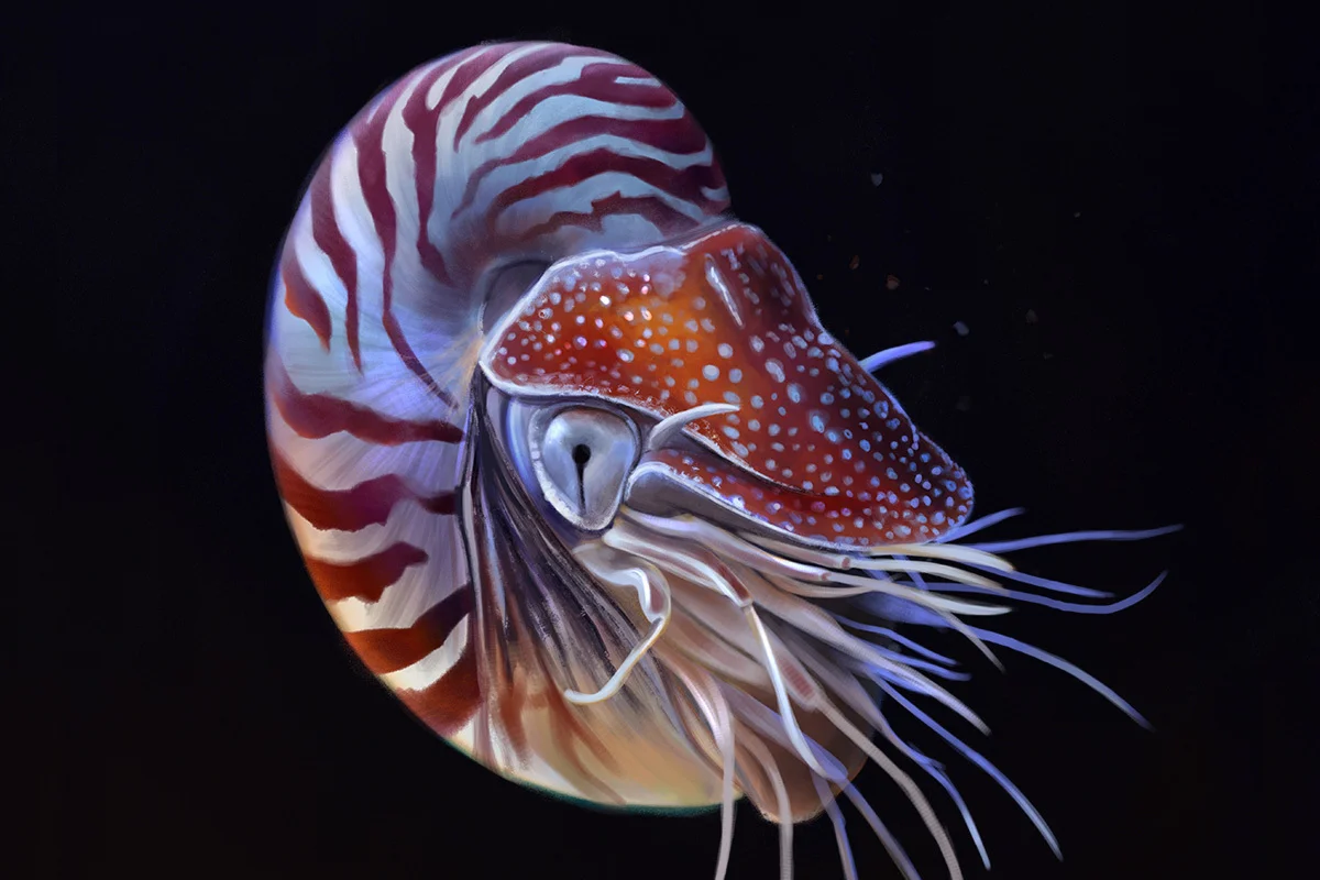 Nautilus pompilius / chambered nautilus