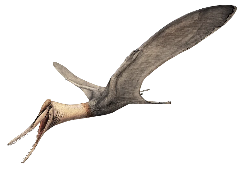 Aetodactylus