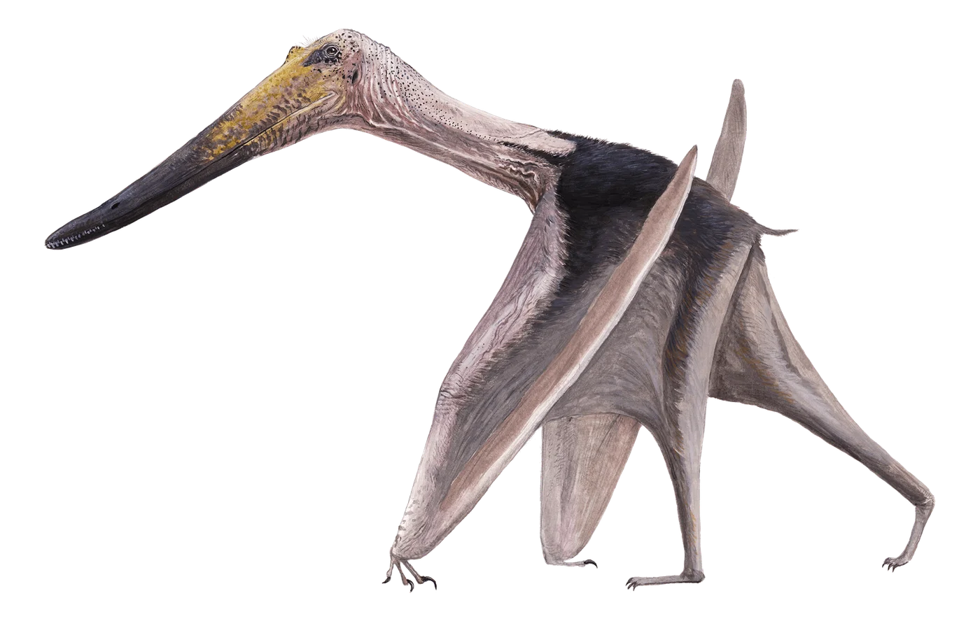 Luchibang