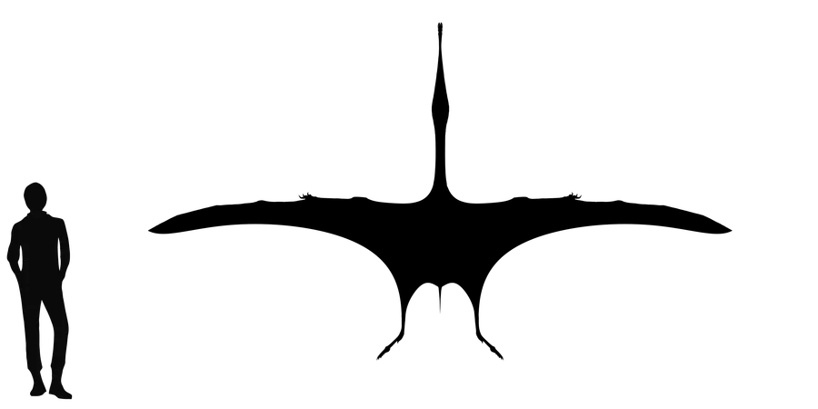 Moganopterus wingspan comparison