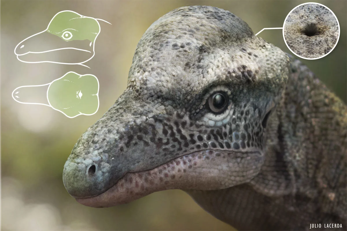 A possible reconstruction of Triopticus based on the fragmentary remains and comparative anatomy. The green areas on the head diagram represent the actual fossil.